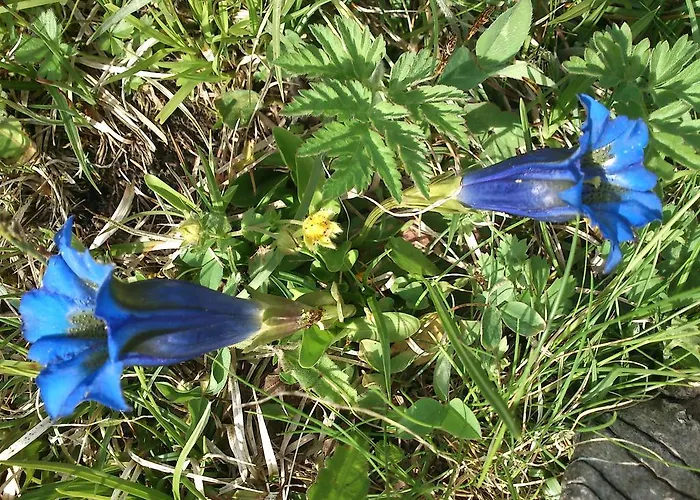 فندق مبيت وإفطار La Genzianella Perarolo di Cadore