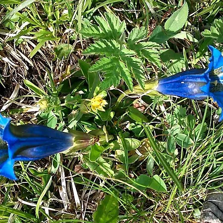 La Genzianella