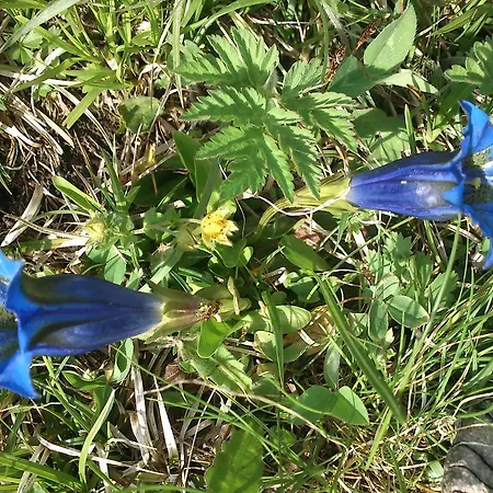 Bed & Breakfast La Genzianella Perarolo di Cadore